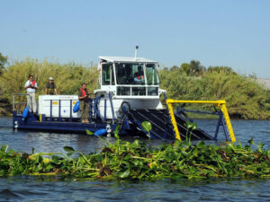 Berky Triton 1500 auf dem Wasser, im Vordergrund Gewässerpflanzen