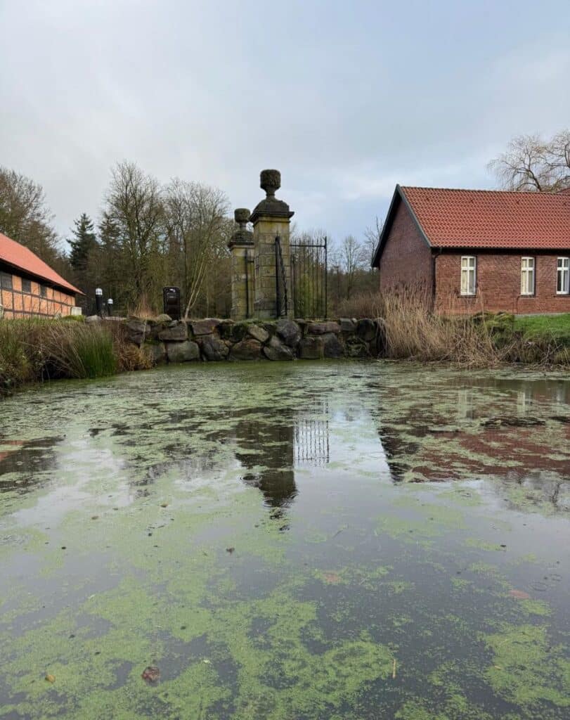 heavily overgrown water surface